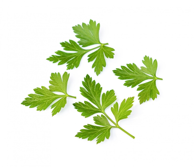 Photo parsley herb isolated.