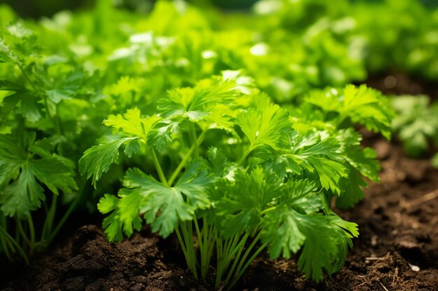 Parsley in an herb patch