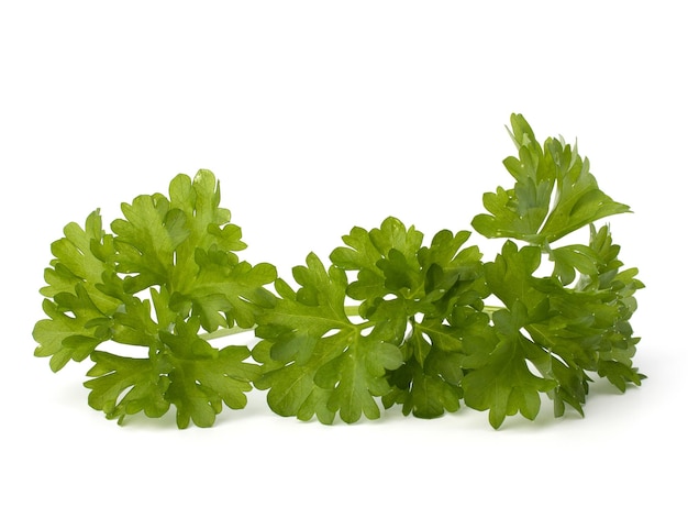 Parsley herb