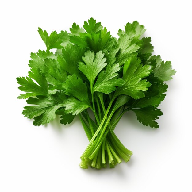 Parsley isolate on white background