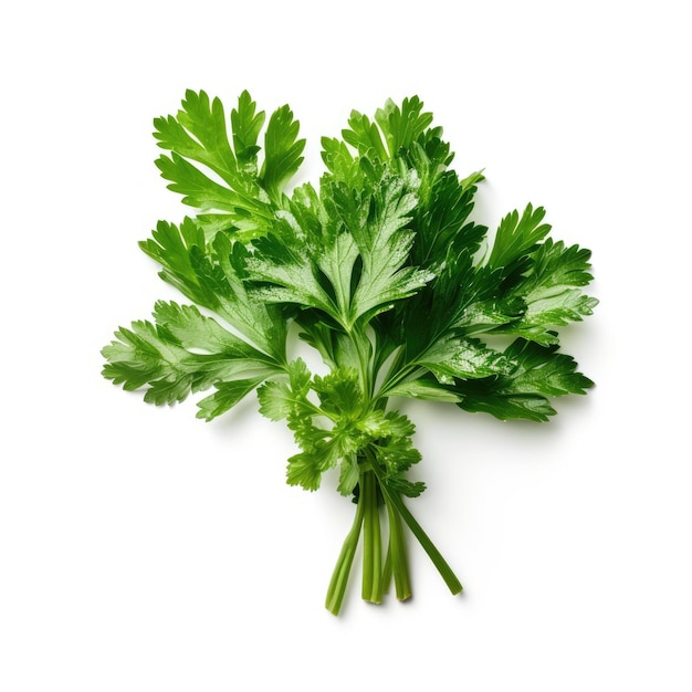 Parsley isolated on white background generative AI