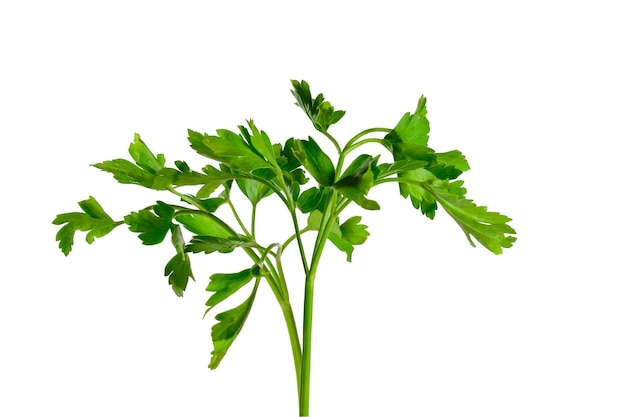 Parsley isolated on a white background healthy food