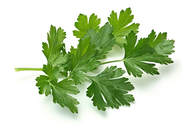 Parsley isolated on a white background with a clipping path