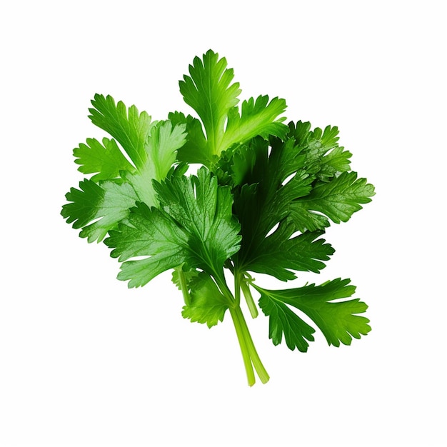 Parsley isolated on white background