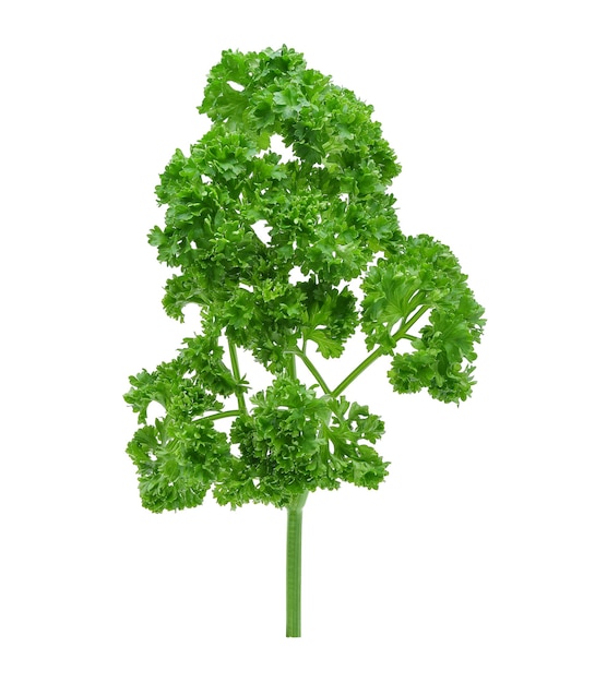 Parsley isolated on white background