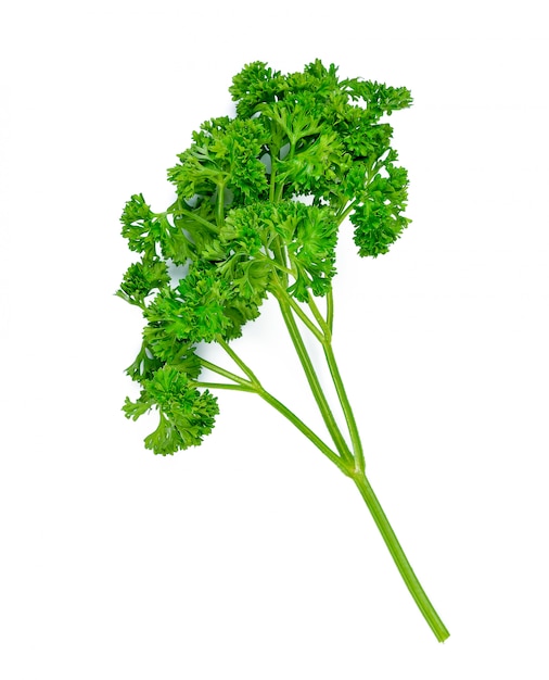 Parsley isolated on a white background 