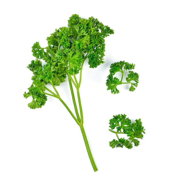 Parsley isolated on a white background