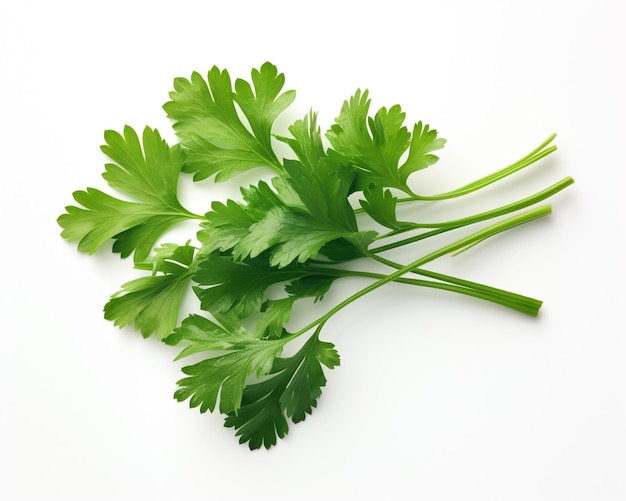 Parsley isolated on white background