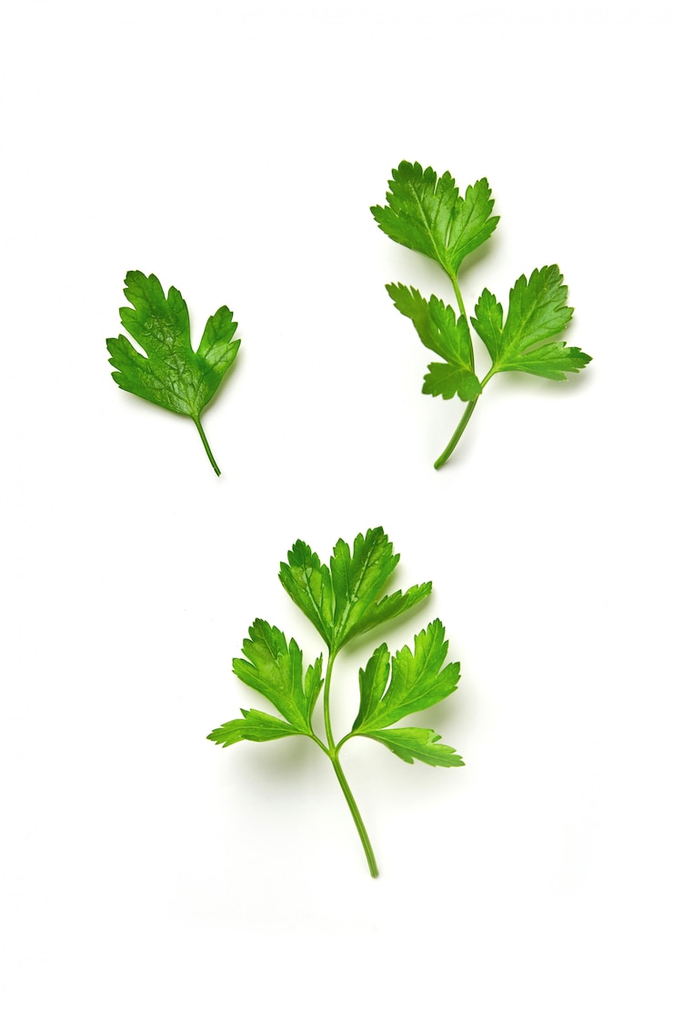 Photo parsley isolated
