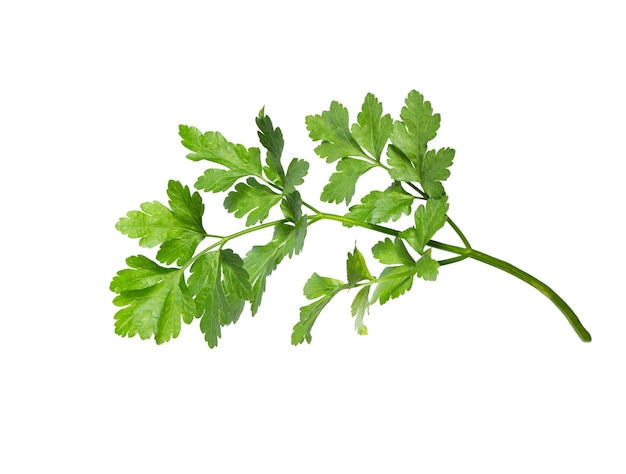 Parsley  leaf isolated on white  background. Fresh organic parsley herb leaves. Parsley branch. Green leaf.