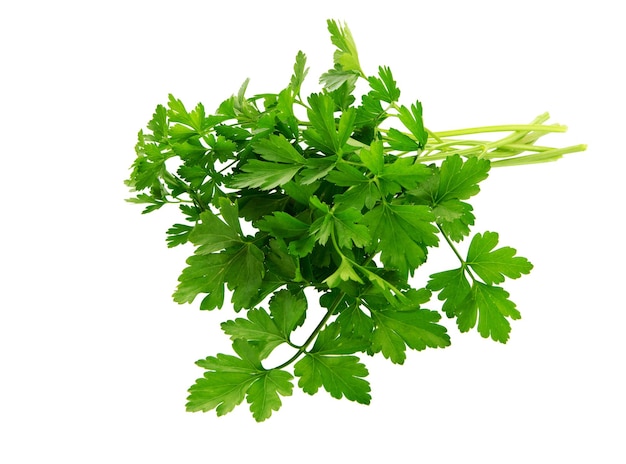 Parsley  leaf isolated on white  background. Parsley herb leaves.