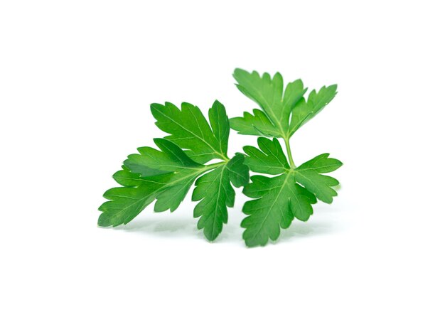 Parsley leaf isolated on white