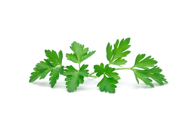 Parsley leaf isolated on white