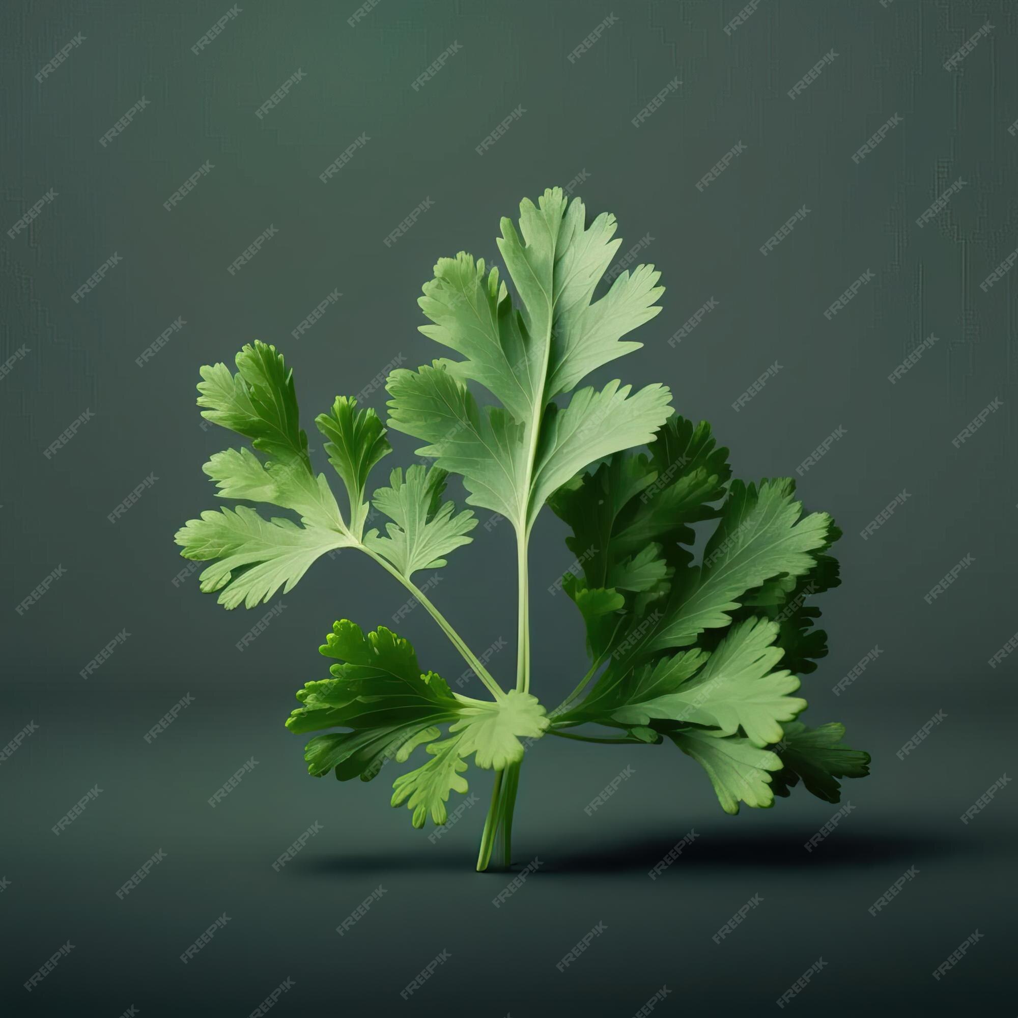 Premium Photo | Parsley leaf a versatile herb for your kitchen dark 