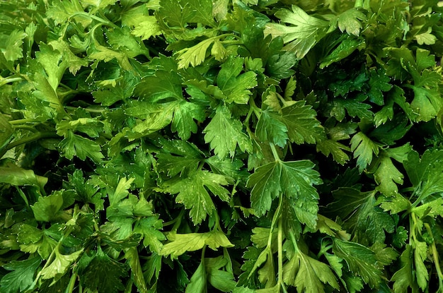 Parsley leaves green background