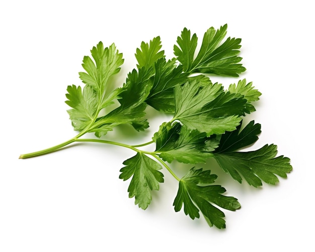 Photo parsley leaves isolated on white background