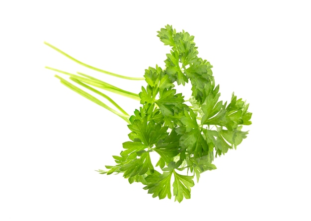 Parsley leaves isolated on white background