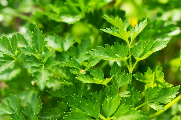 Parsley plant grown in organic natural environment.