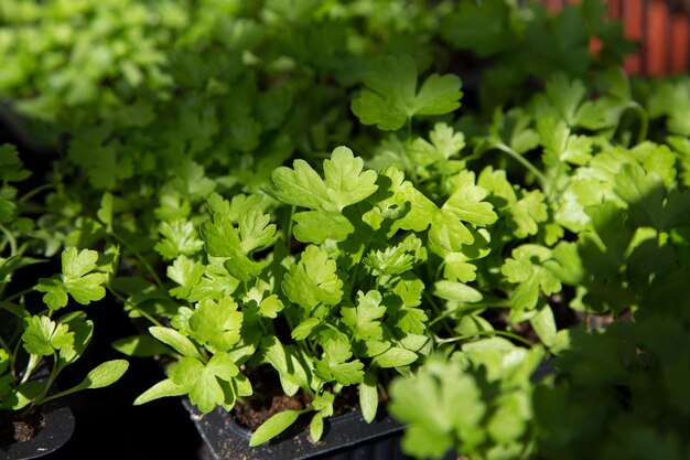 Parsley seedlings greens closeup