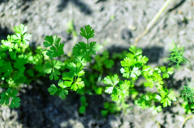 Photo parsley. top view of the leaves