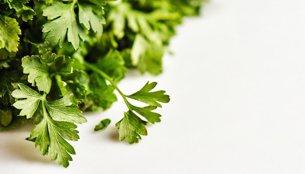 parsley on white background