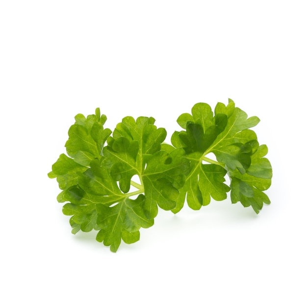 Parsley on the white surface.