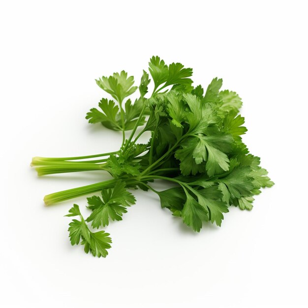 Parsley with white background high quality ultra hd