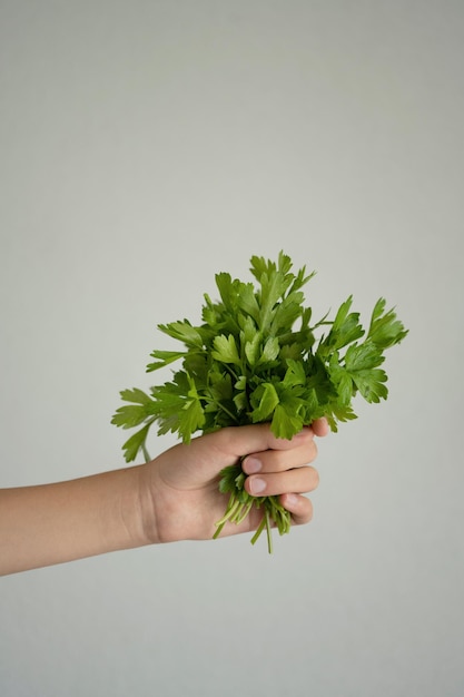 Parsley in woman's hand on gray background