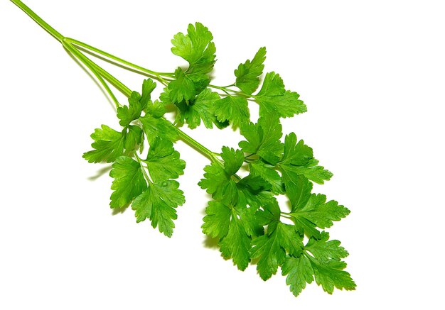 Photo parsley