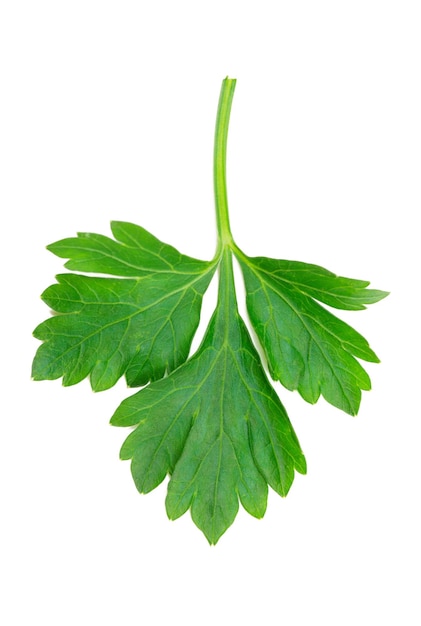 Parsley