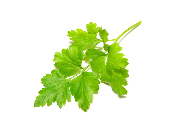 Parsley