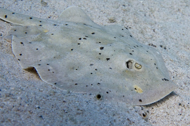 水中の砂の上のパースニップアカエイ魚