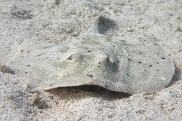 水中の砂の上のパースニップアカエイ魚