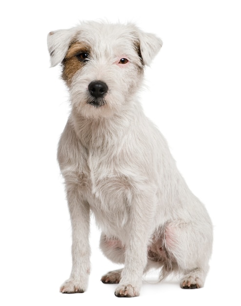 Parson russel terrier, 2 anni. ritratto di cane isolato