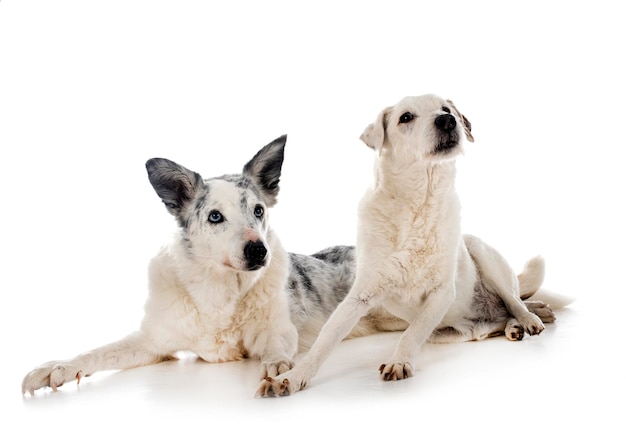 Parson russell terrier and border collie