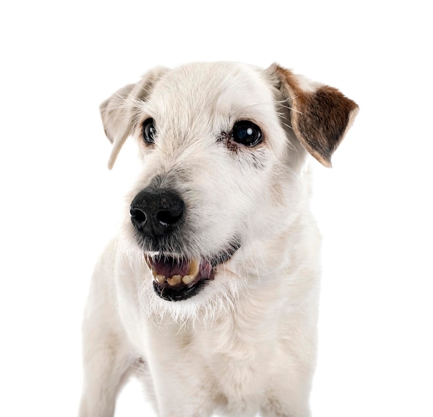 Parson russell terrier in front of white background