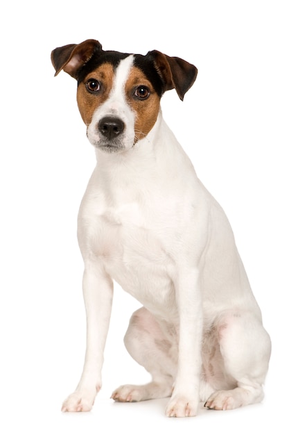 Parson Russell Terrier met 2 jaar. Geïsoleerd hondportret