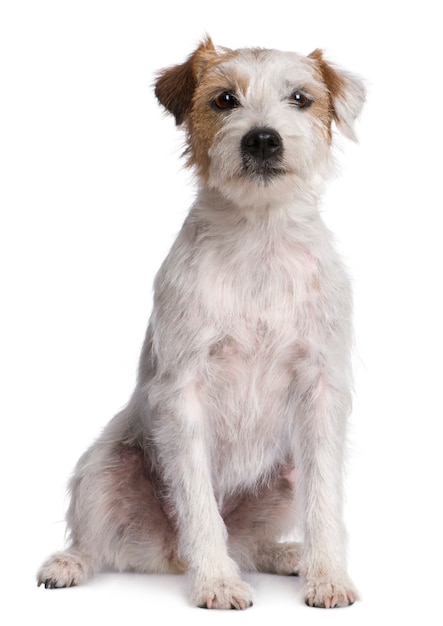 Parson Russell Terrier sitting in front of white background