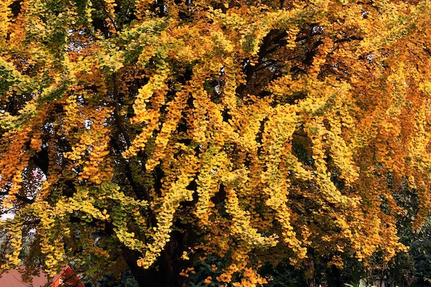 Part of an autumn ginkgo tree