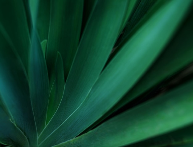 Part of the beautiful green leaf close up shooting to show the pattern and texture of leaf