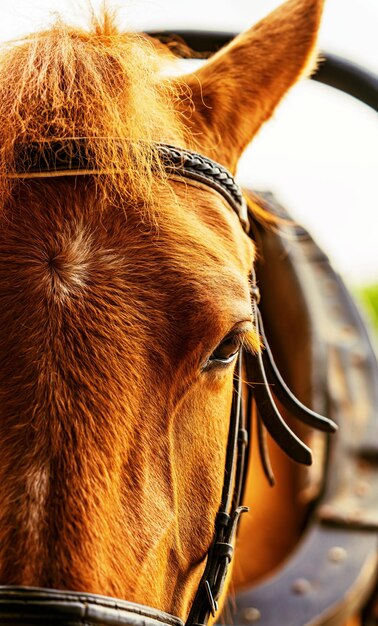 Part of the big head of a horse in a harness a closeup of brown color