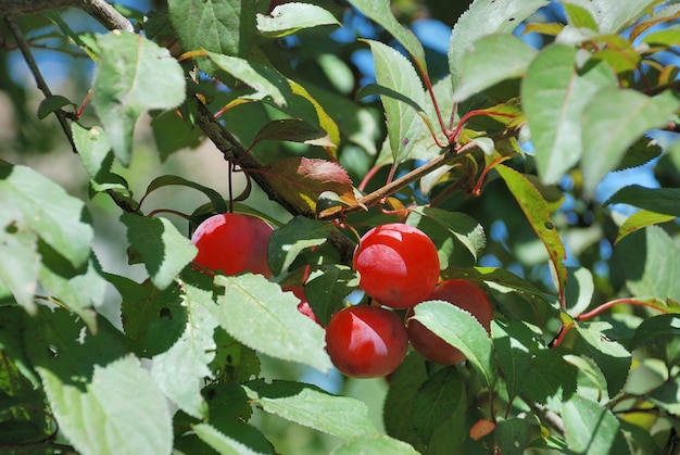 Part of a branch with plum