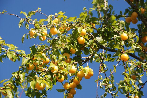 Part of a branch with plum