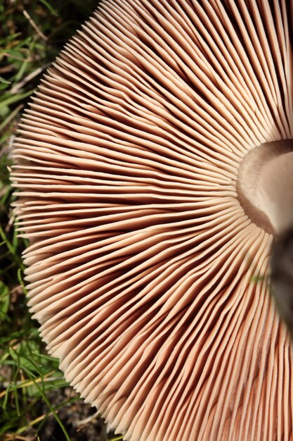 Photo part of a brown round mushroom