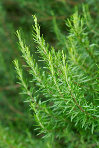 Part of a bush of rosemary in the garden in a close up view