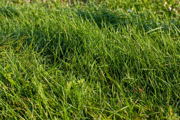 Part of the field where green grass grows