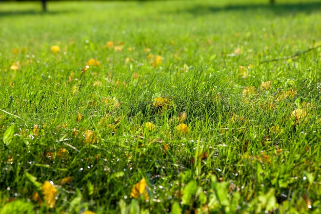 緑の草が生える畑の一部