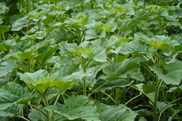 Part of the field on which unripe sunflowers grow Ulyanovsk Russia