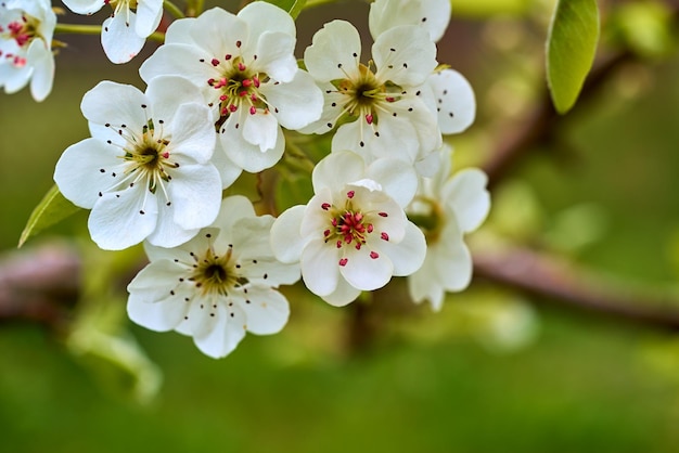 Part of a flowering fruit tree with white spring flowers closeup on a blurred green background