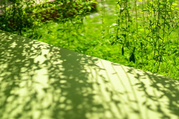 光と影のあるブドウの木と庭の横にある緑のベッドの一部